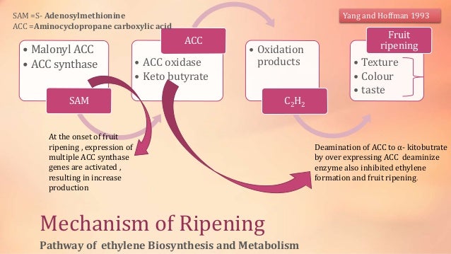 Biology maturation and molecular fruit Biochemistry of